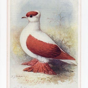 Antica cartolina raffigurante un piccione bianco-marrone - Rondine Rossa, allevatore di piccioni da corsa, illustrazione di un uccello di Feathered World A J Simpson