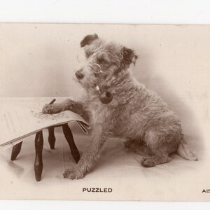 Cartão postal RP de cachorro antropomórfico antigo - terrier, especialista em palavras cruzadas, NY Times, palavras cruzadas enigmáticas, intrigante, mestre do quiz, antiquado, cachimbo