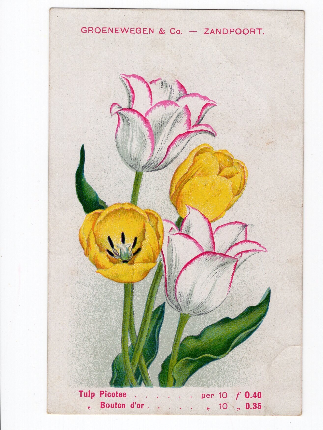 Tulip Bulb Gifts