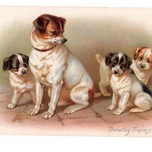 May include: A vintage postcard illustration featuring a large white and brown dog sitting beside three smaller puppies with black, white, and brown markings. The text Dorothy Travers Pope is printed in the bottom right corner of the rectangular card.
