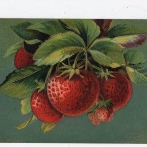Antike Walderdbeere botanische Postkarte - Zuteilung wachsen Sie Ihr eigenes, Stillleben, Vintage Zeichnung, Erdbeerpflücken, Gärtnergeschenk