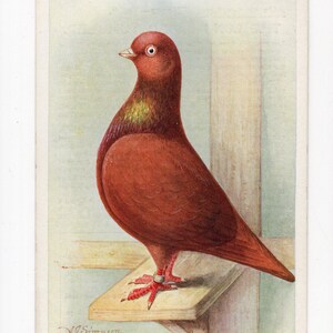 Antica cartolina raffigurante un piccione marrone - Long Faced Tumbler, allevatore di piccioni, piccione viaggiatore, illustrazione di un uccello di Feathered World A J Simpson