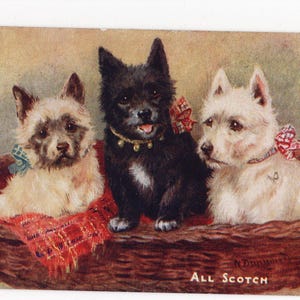 Cartolina d'epoca con cani terrier Tuck Oilette - All Scotch, Scotland Forever, cani scozzesi, Westies, West Highland Terrier, N Drummond