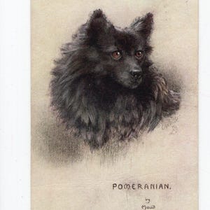 Cartolina d'epoca raffigurante un cane Pomerania nero - Maud West Watson, firmata dall'artista, cane da collezione vintage, ritratto di animale domestico, vecchia foto di Pomerania.