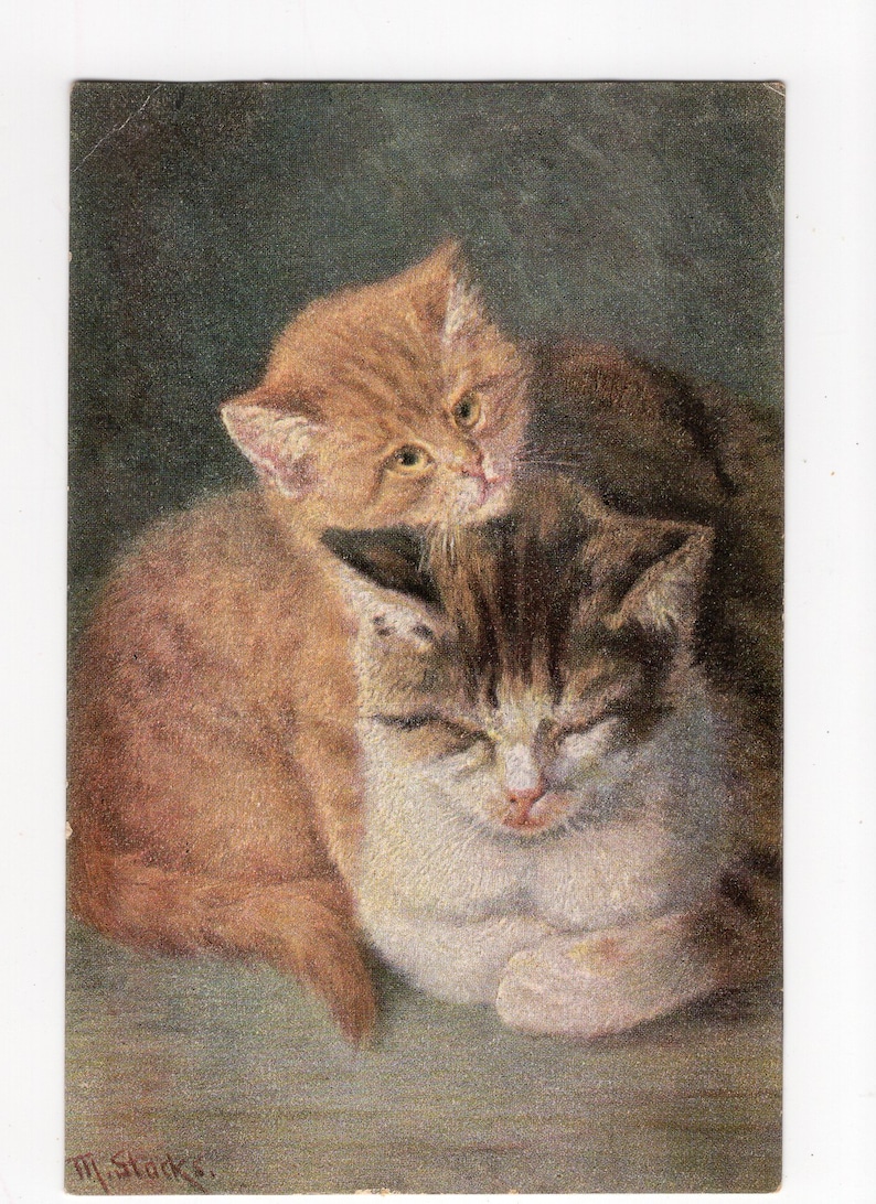 Edwardian postcard cat kitten art pet portrait M Stocks artist signed Antique cats kittens art postcard ginger /& tabby cats
