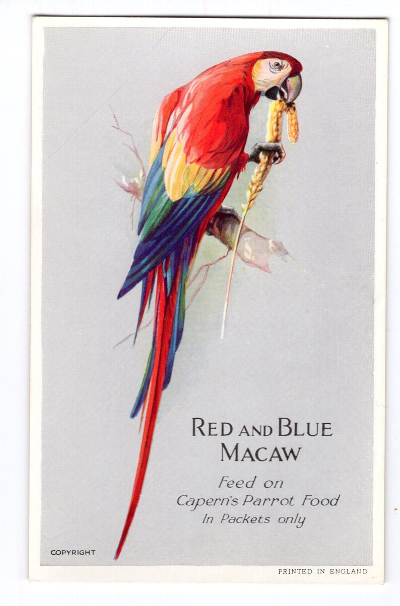 Capern/'s Antique red macaw parrot picture postcard little vintage bird print Art Deco bird study polly illustration drawing bird art