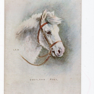 Cartolina d'epoca raffigurante un pony Shetland - pony bianco, firmato dall'artista, ritratto di un animale domestico, equitazione, scuderie, arte equestre, piccolo quadro