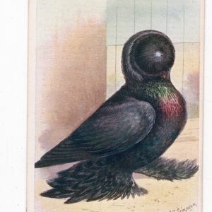 Antieke zwarte grijze duif kunstkaart - zwarte trompettist, duivenliefhebber, postduif, Feathered World AJ Simpson vogel foto illustratie