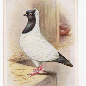 Antieke witte duif kunstkaart - non, prijsduivenliefhebber, postduif, Feathered World AJ Simpson vogel foto illustratie