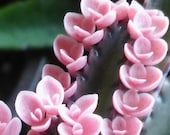 10 Baby Plantlets Pink Butterflies Mother of Thousands Kalanchoe SUCCULENTS - Pink Color Varies