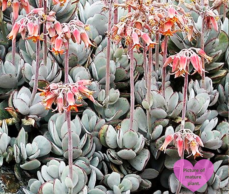 Cotyledon Orbiculata Pig's Ear Succulent 23 Plant Etsy