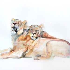 Lazy lions