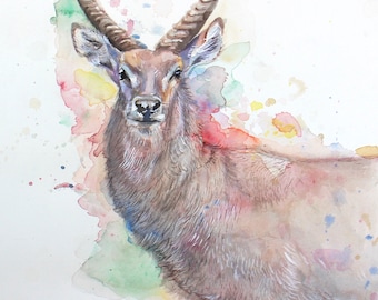Waterbuck watercolor 8.5x11 print