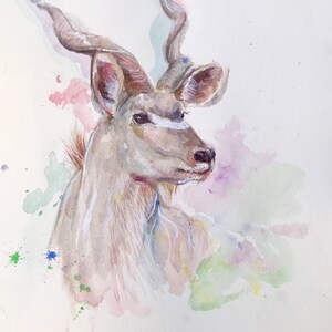 Kudu acquerello su carta