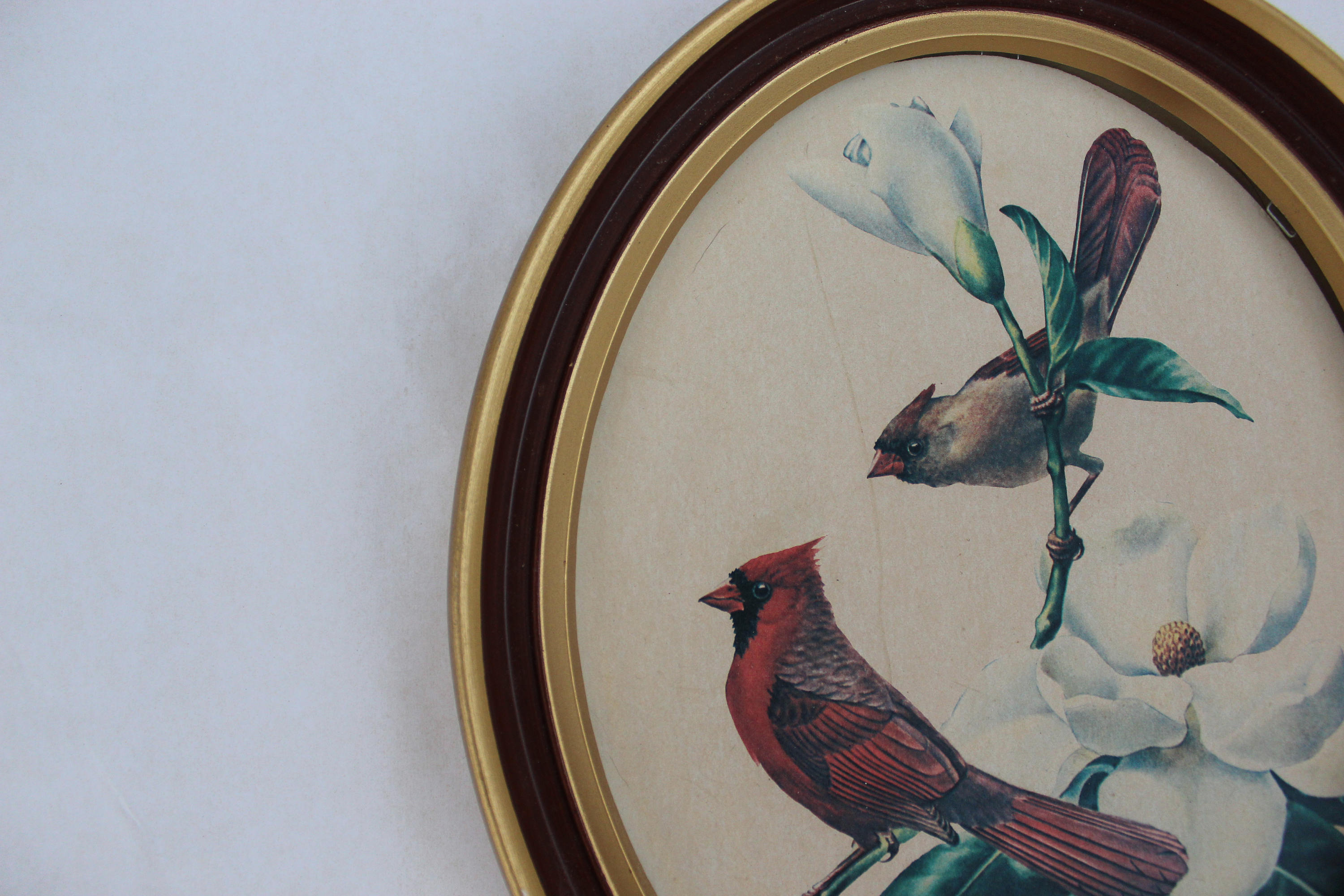 Vintage Framed Bird Print, Vintage Cardinal Bird Picture, Vintage Bird