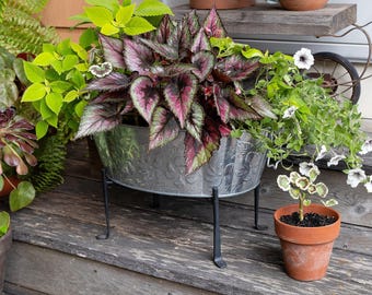 Scalloped Oval Tub Planter with Folding Stand