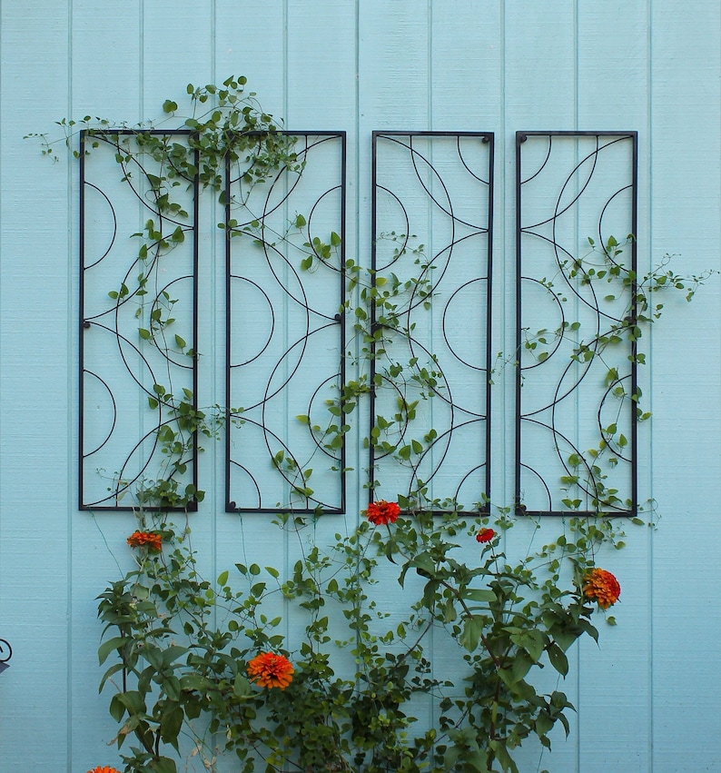 May include: Four black metal trellis panels with a circular design are mounted on a light blue wooden wall. Green vines with small leaves and orange flowers are growing up the trellis, creating a decorative garden feature.