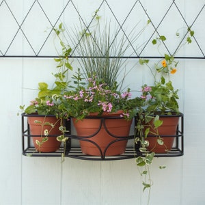 May include: Three black metal hanging planters with three different plants. The planters are hanging from a black metal trellis against a white wall. The plants are a green leafy plant, a pink flowering plant, and a green vine plant.