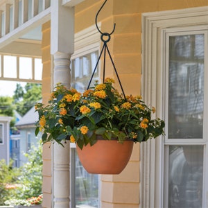 May include: A terracotta hanging planter with yellow flowers is suspended from a black metal hook on the exterior of a yellow house.
