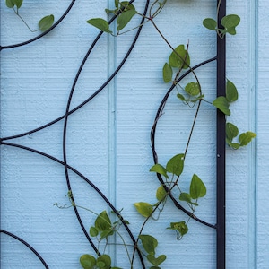 May include: A black metal trellis with a curved design against a light blue wooden wall. Green vines with heart-shaped leaves are growing up the trellis, adding a natural element to the scene.