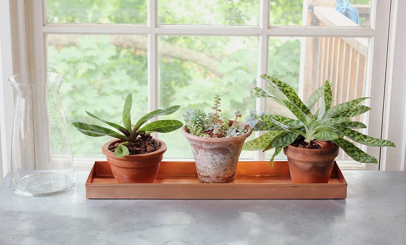 May include: Three potted plants in terracotta pots on a wooden tray. The plants are a succulent, a spider plant, and a snake plant. The tray is on a gray surface.