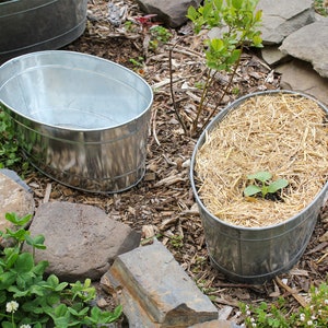 May include: Two oval galvanized metal tubs, one with straw mulch and a small plant growing in it, and the other empty. Both tubs are sitting on a bed of brown mulch and surrounded by rocks.