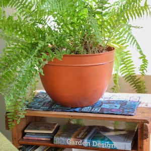May include: A green fern plant in a terracotta pot on a wooden shelf with books. The shelf has a blue and white patterned fabric on top.