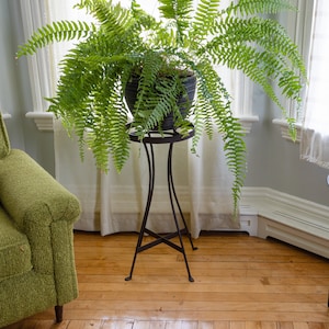 Estelle 24&quot;H Wrought Iron Plant Stand