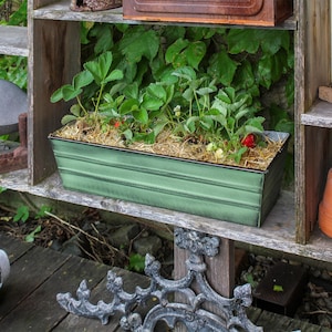 May include: A green metal planter box filled with straw and a small strawberry plant with red berries. The planter is sitting on a wooden shelf.