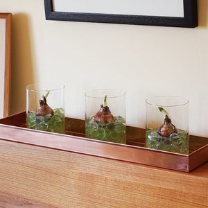 May include: Three glass vases with clear glass bulbs and green glass beads, sitting in a copper tray on a wooden surface. The bulbs have green shoots growing from them.