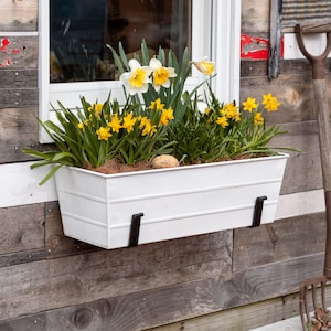 May include: White metal window box planter with a variety of yellow and white daffodils. The planter is mounted on a wooden wall with black metal brackets.