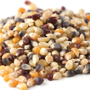 May include: A mix of popcorn kernels in white, yellow, purple, and black colours.