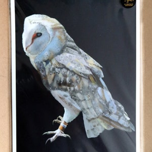 Barn Owl A4 size fine art print