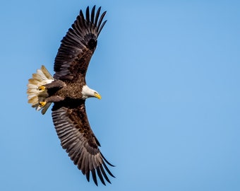 Digital Download: Bald Eagle in flight photo