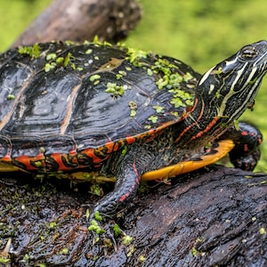 May include: A red-eared slider turtle with a black shell and orange and red markings on its shell is perched on a log covered in moss. The turtle is looking up and has its head and neck extended.