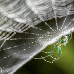 Digital Download: Orchard Spider photo