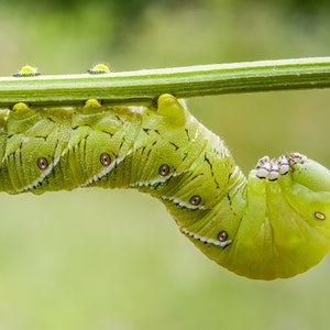 Digital Download: Hornworm photo