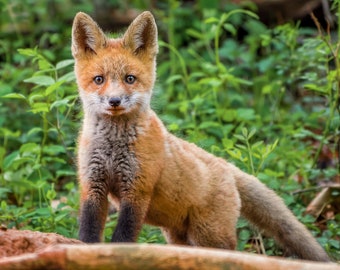 Digital Download: Red Fox Kit photo