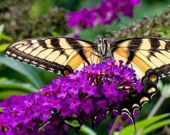 Digital Download: Tiger Swallowtail Butterfly photo