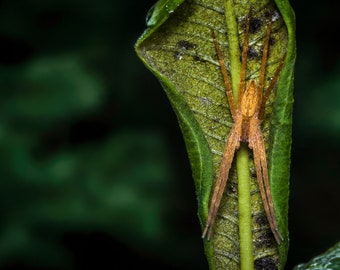 Digital download: Nursery Web Spider photo