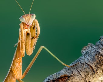 Digital Download: Praying Mantis photo