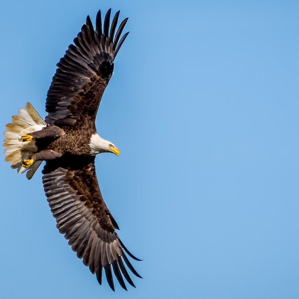 Digital Download: Bald Eagle in flight photo
