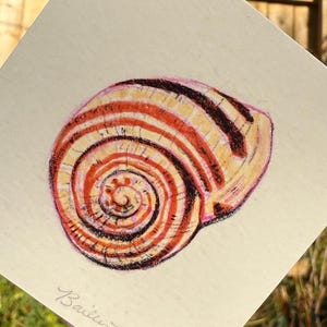 May include: A detailed drawing of a snail shell, featuring concentric stripes in shades of red, brown, and cream. The artwork is held against a backdrop of greenery and a clear blue sky. The artist's signature, "Bailey Brown," is visible.