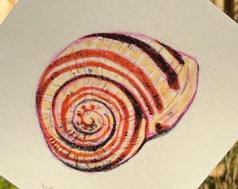 May include: A detailed drawing of a snail shell, featuring concentric stripes in shades of red, brown, and cream. The artwork is held against a backdrop of greenery and a clear blue sky. The artist's signature, "Bailey Brown," is visible.