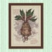 Mandragora