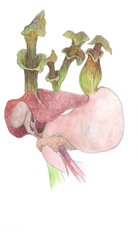 Cholangitis Lilly Liver Botany And Human Pathology Visceral Anatomy 