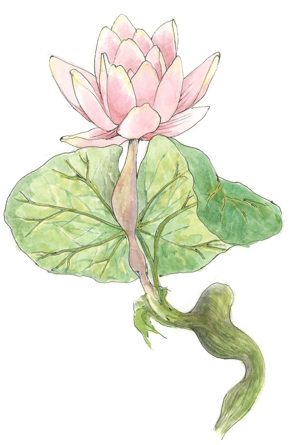 Cholangitis Lilly Liver Botany And Human Pathology Visceral Anatomy 