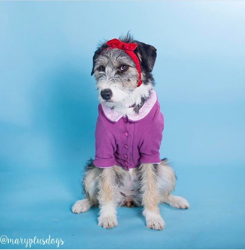 blue jackets dog jersey