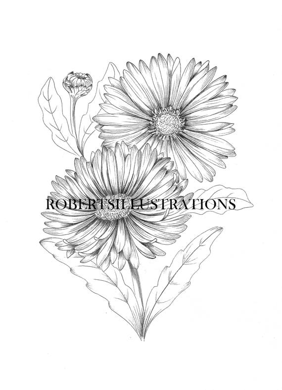 Birth Flower September Aster Colouring Page Instant Etsy,Chocolate Muffin Recipe Jamie Oliver