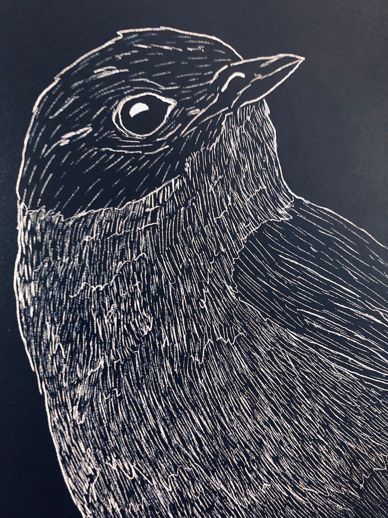 Bird Illustration Bird Print Bird Poster Bluebird 11x14 Art Print